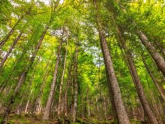 Anti-stress : marcher en forêt