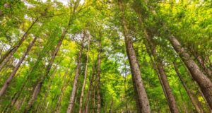 Anti-stress : marcher en forêt