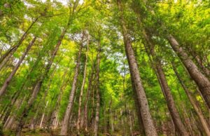 Anti-stress : marcher en forêt