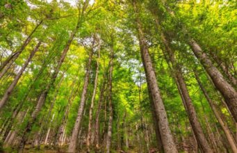 Anti-stress : marcher en forêt