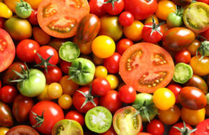 La tomate : un super légume-fruit ?