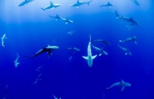Les requins sont-ils menacés à cause d’un vaccin anti-Covid ?