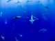 Les requins sont-ils menacés à cause d’un vaccin anti-Covid ?