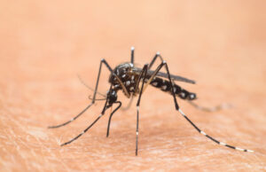 Moustique-tigre : comment se protéger ?