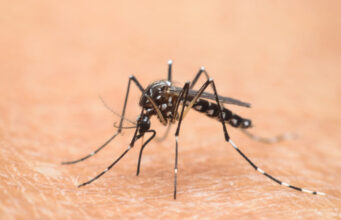 Moustique-tigre : comment se protéger ?