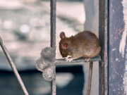 Covid-19 : nouveau variant découvert chez des rats