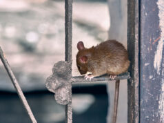 Covid-19 : nouveau variant découvert chez des rats