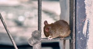 Covid-19 : nouveau variant découvert chez des rats