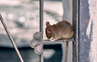 Covid-19 : nouveau variant découvert chez des rats