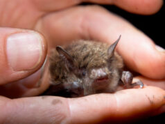 Covid-19: la piste de la chauve-souris relancée par Pasteur