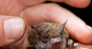 Covid-19: la piste de la chauve-souris relancée par Pasteur