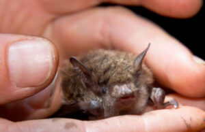 Covid-19: la piste de la chauve-souris relancée par Pasteur