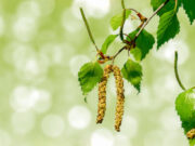 Allergies : pic des pollens de cyprès et bouleaux