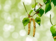 Allergies : pic des pollens de cyprès et bouleaux