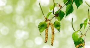 Allergies : pic des pollens de cyprès et bouleaux