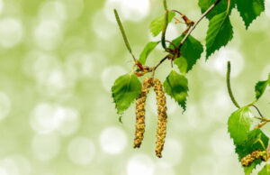 Allergies : pic des pollens de cyprès et bouleaux