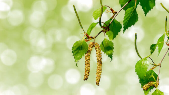 Allergies : pic des pollens de cyprès et bouleaux