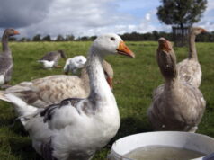 Grippe aviaire en France : pénurie de volailles à venir ?