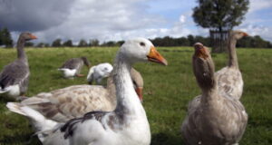 Grippe aviaire en France : pénurie de volailles à venir ?