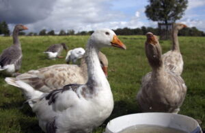 Grippe aviaire en France : pénurie de volailles à venir ?