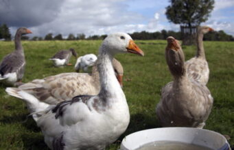 Grippe aviaire en France : pénurie de volailles à venir ?