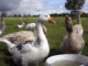 Grippe aviaire en France : pénurie de volailles à venir ?