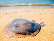 Méduse : que faire en cas de piqûre ?