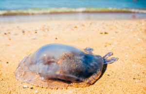 Méduse : que faire en cas de piqûre ?