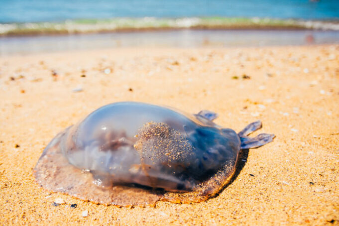 Méduse : que faire en cas de piqûre ?