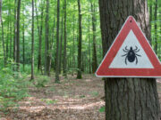Maladie de Lyme : 14 % de la population est concernée