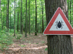 Maladie de Lyme : 14 % de la population est concernée