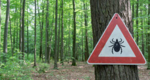 Maladie de Lyme : 14 % de la population est concernée