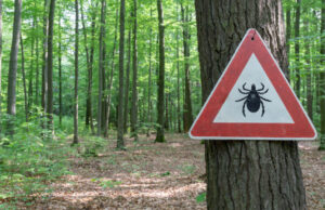 Maladie de Lyme : 14 % de la population est concernée