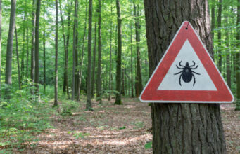 Maladie de Lyme : 14 % de la population est concernée