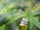 5 choses à savoir sur l’huile de cannabis (CBD)