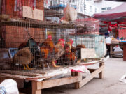 Covid : l’origine du marché de Wuhan confirmée par deux études
