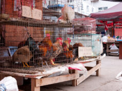 Covid : l’origine du marché de Wuhan confirmée par deux études