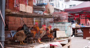 Covid : l’origine du marché de Wuhan confirmée par deux études