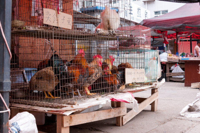 Covid : l’origine du marché de Wuhan confirmée par deux études