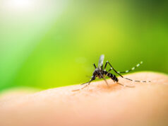 Un cas de dengue identifié dans le Var