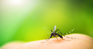 Un cas de dengue identifié dans le Var