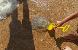 Comment soulager les piqures de méduses ?