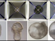 Des scientifiques créent des embryons synthétiques