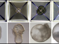 Des scientifiques créent des embryons synthétiques