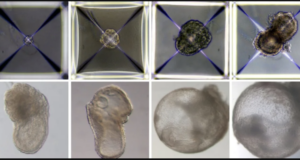 Des scientifiques créent des embryons synthétiques