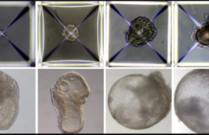 Des scientifiques créent des embryons synthétiques