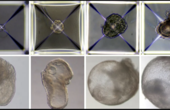 Des scientifiques créent des embryons synthétiques