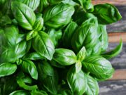 Les bienfaits du basilic