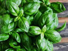 Les bienfaits du basilic