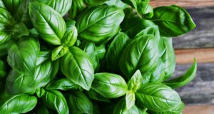 Les bienfaits du basilic